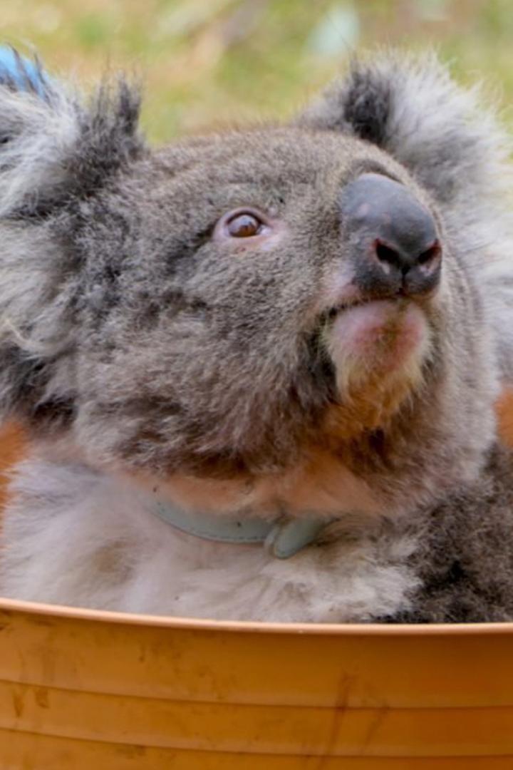 Коалы: испытание огнём