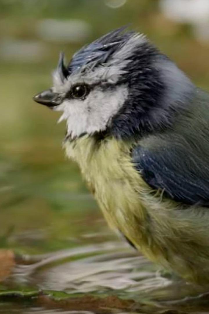 Доктор дятел