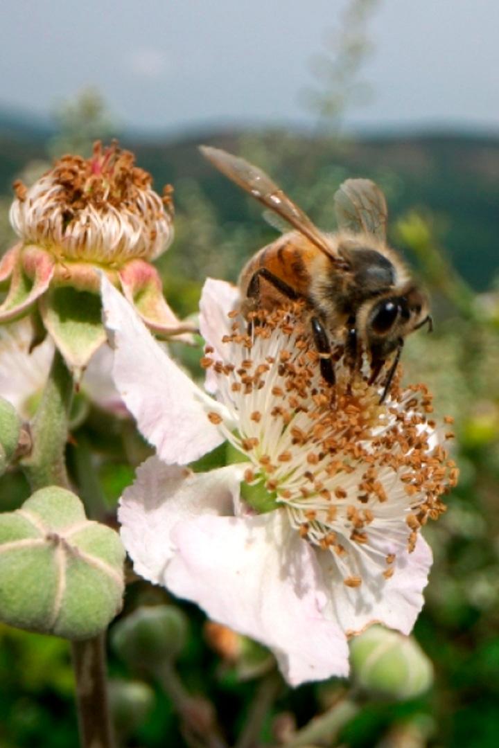 Тайны севеннских пчёл