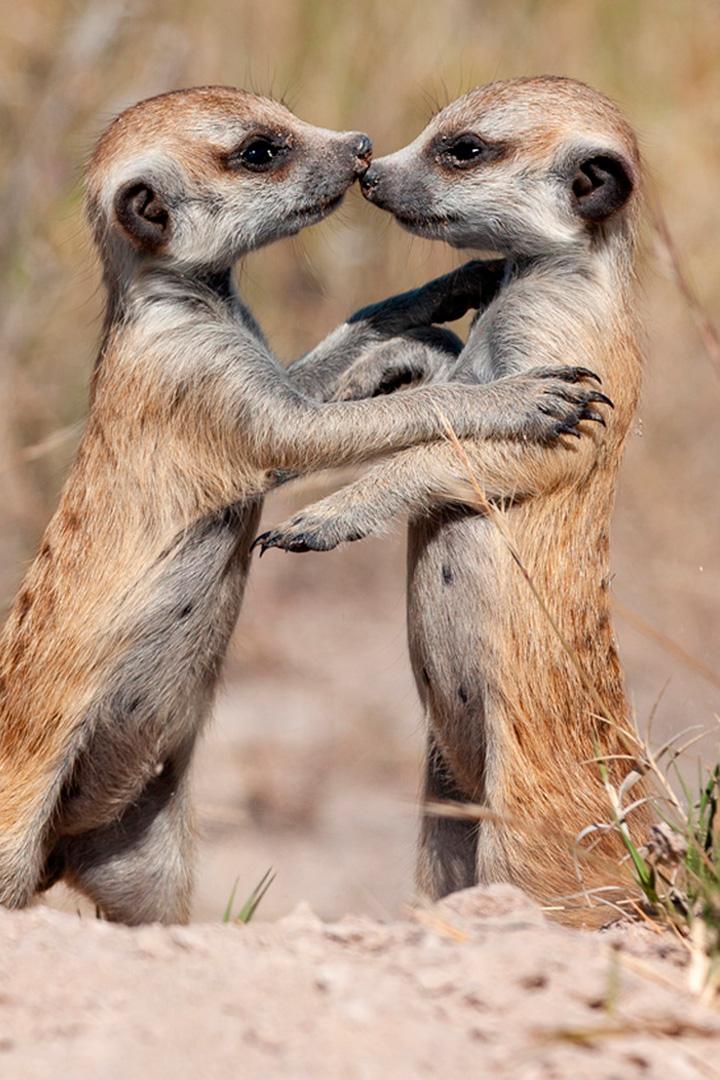 Животные: диалоги без слов