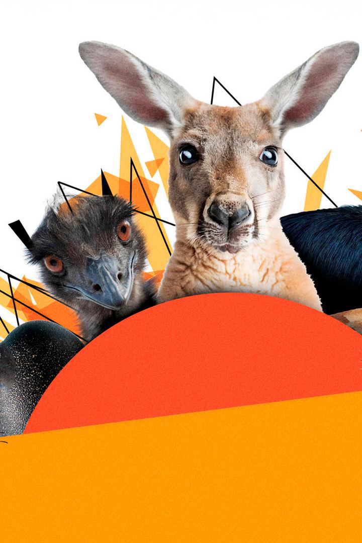 Удивительные животные Австралии