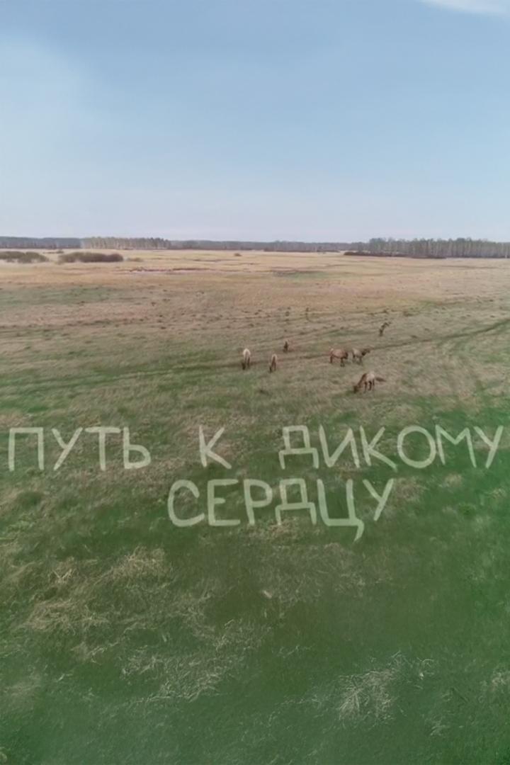 Путь к дикому сердцу