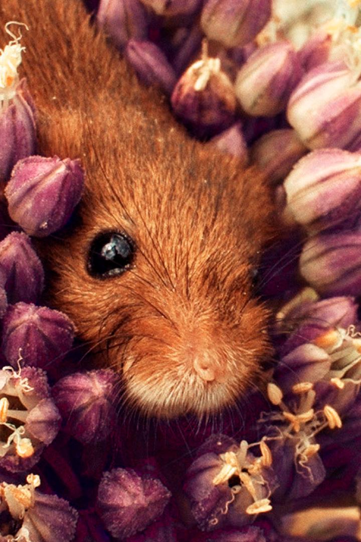 Полевая мышь: акробат на лугах