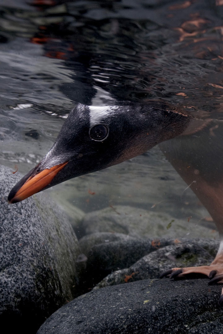 Остров пингвинов