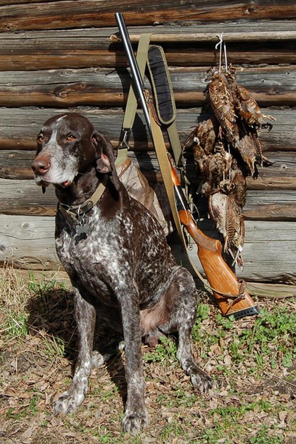 Охотничьи собаки