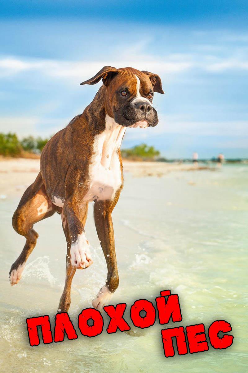 Плохой пёс