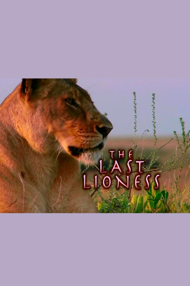 Последняя львица