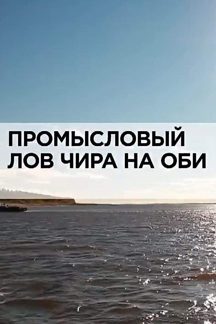 Промысловый лов чира на Оби