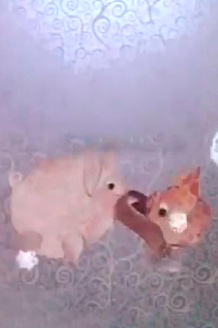 Слоно-дило-сёнок